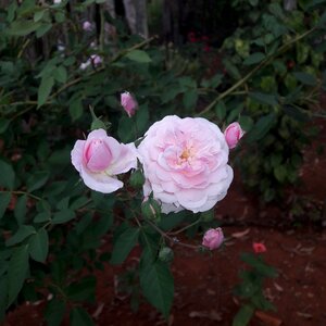 Color pink pink flower flower color pink photo