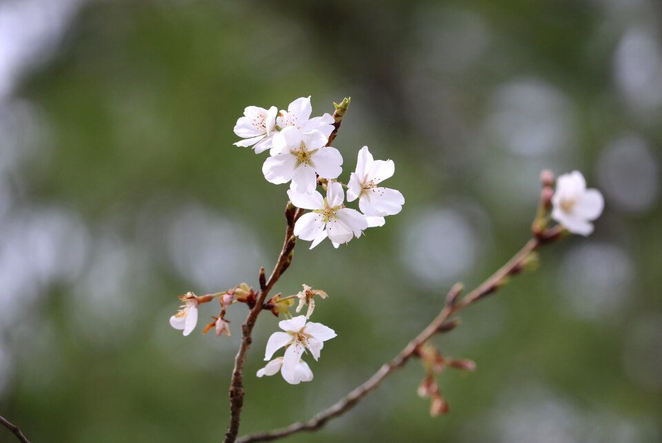 Blooming blossom tree