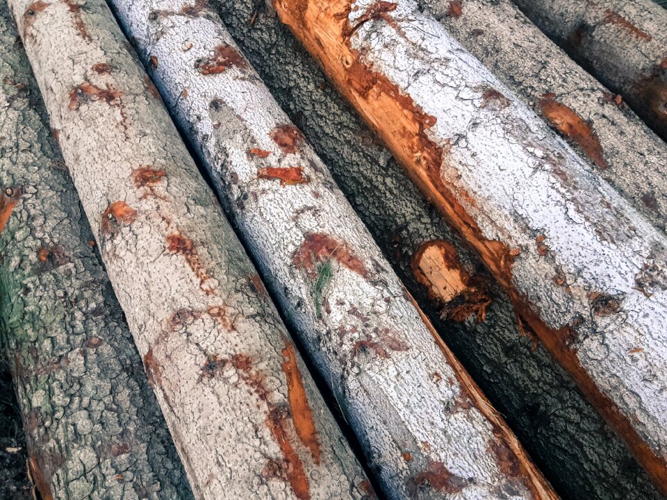 Wood trunks wood industry wood bark