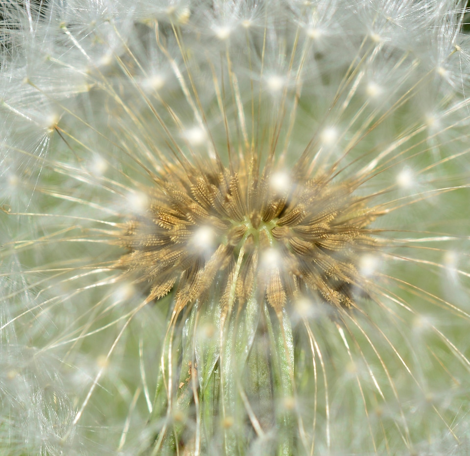 Nature pointed flower meadow