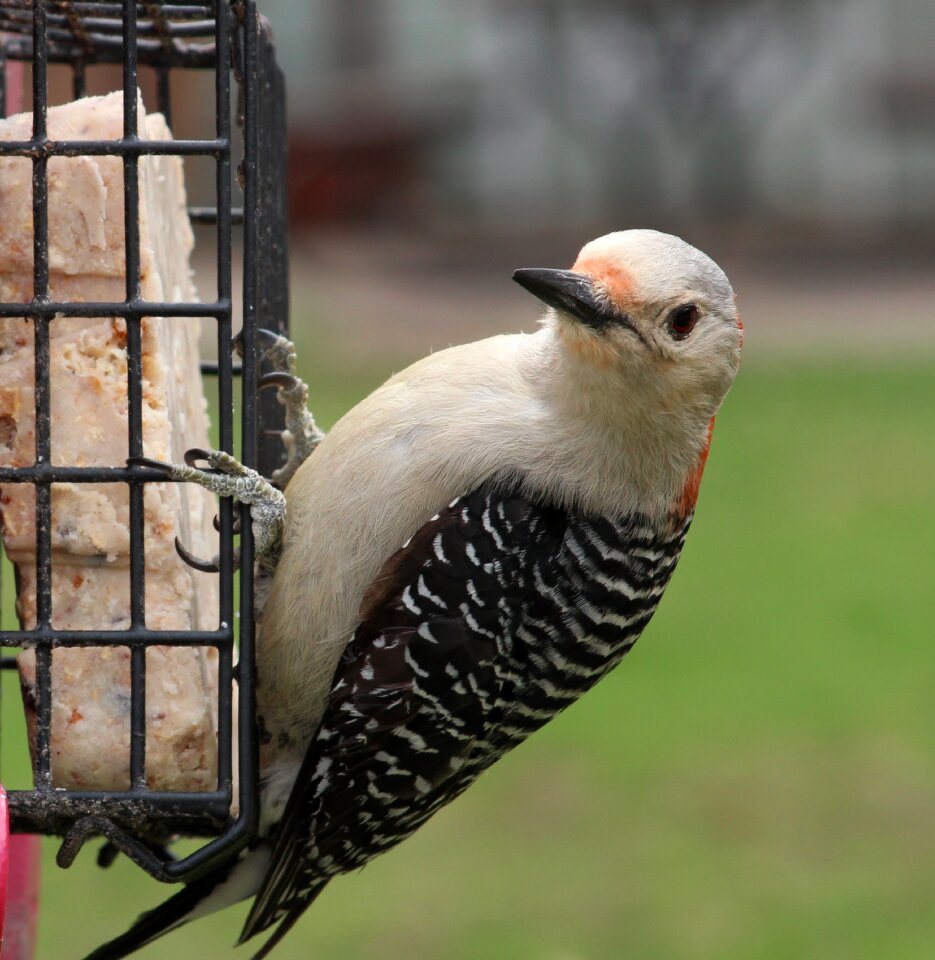 Hello looking red-bellied