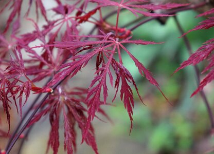 Plant red spring