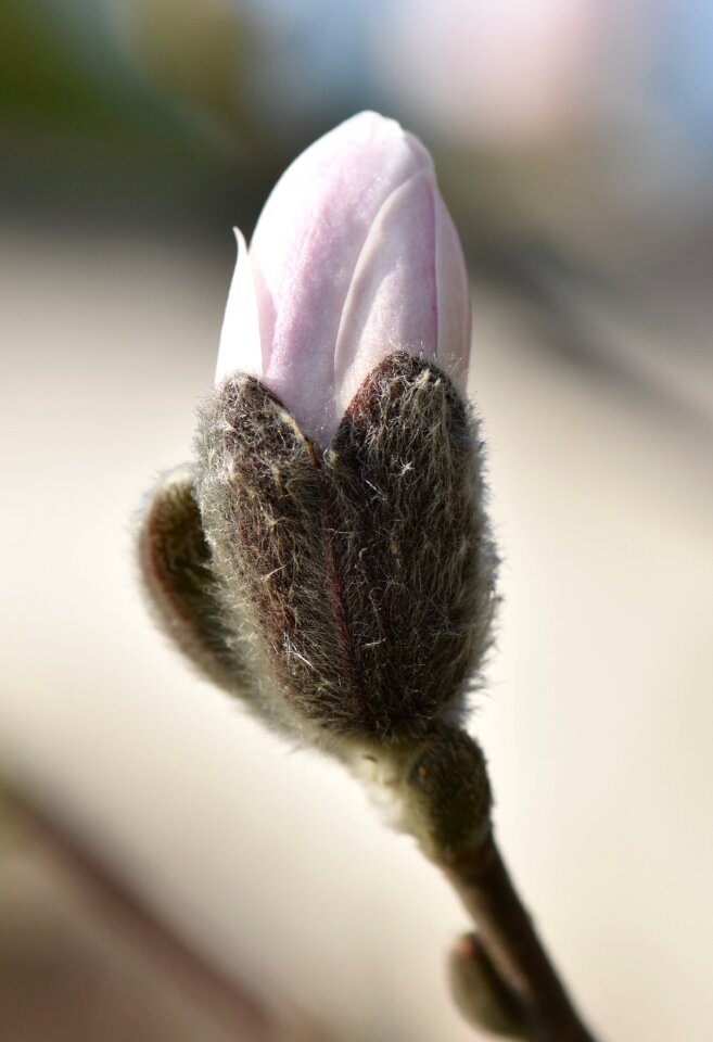 Blossom bloom bloom
