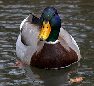 Duck aquatic animal drake photo