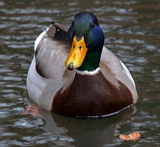 Duck aquatic animal drake