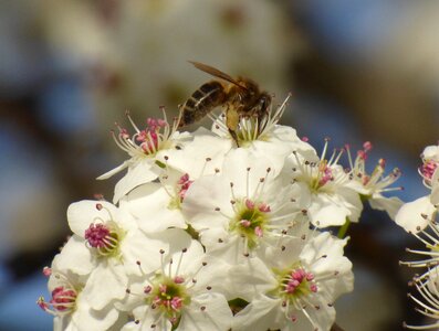 Pollen spring honey