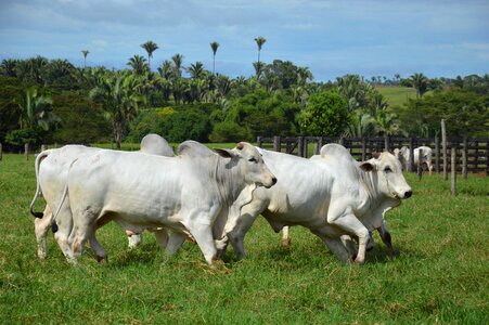Cattle livestock farming