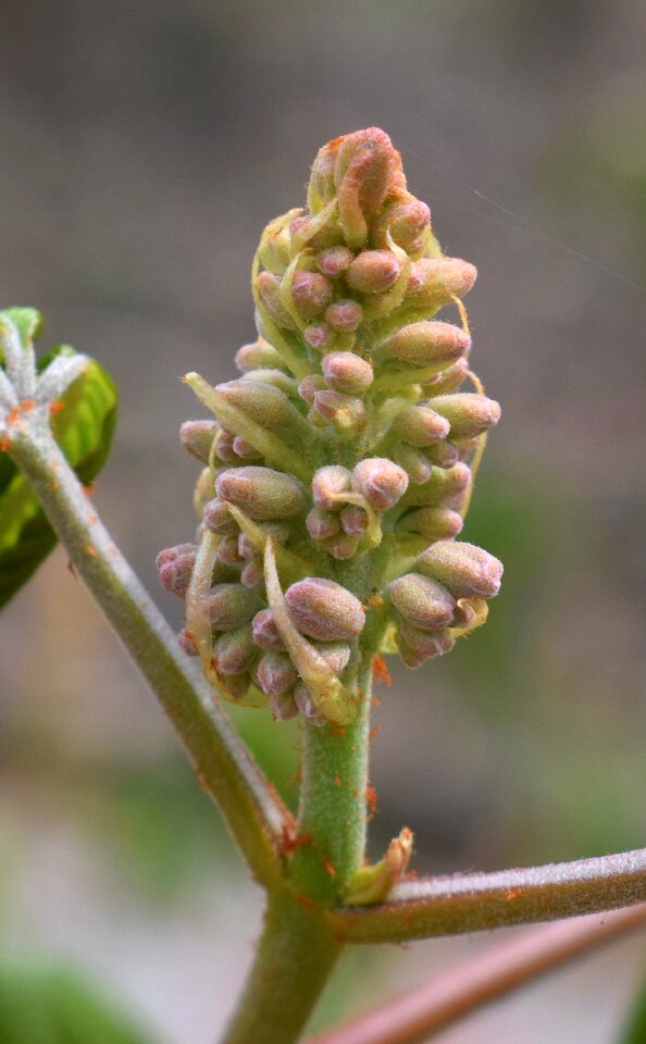 Tree shrub spring