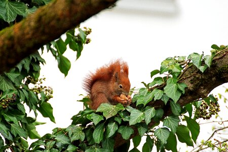 Ivy nut nibble photo