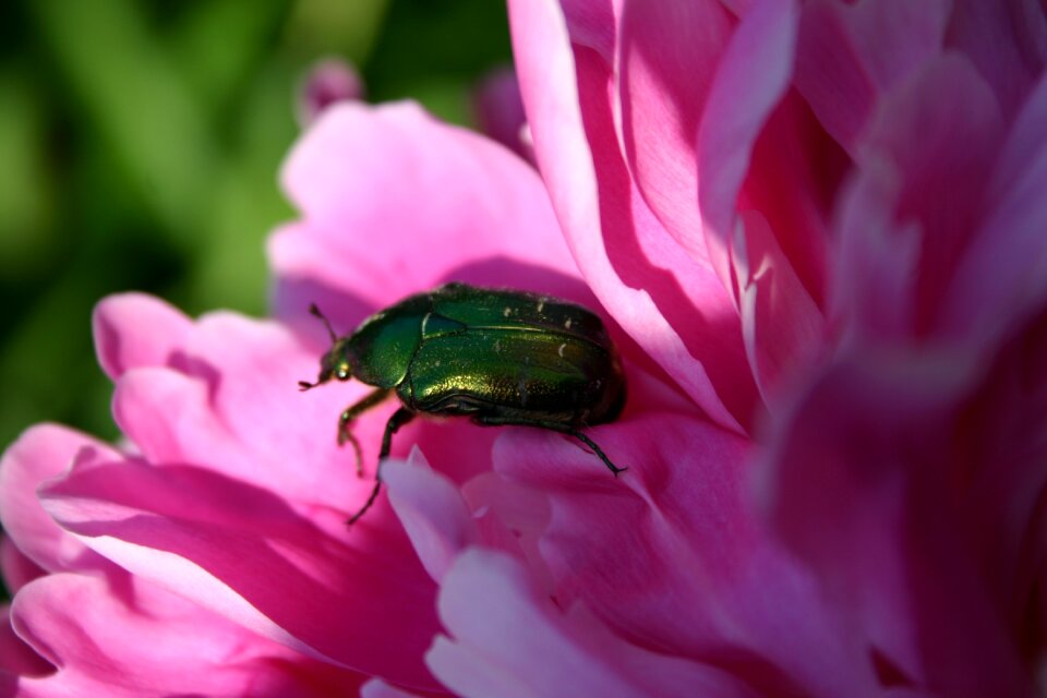Aurata bugs rose beetle