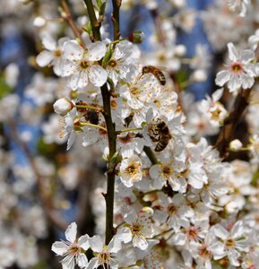 Hawthorn flowers spring photo