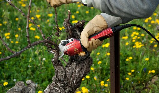 Secateur size winegrower