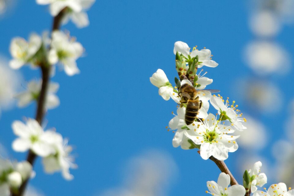 White blossom bloom