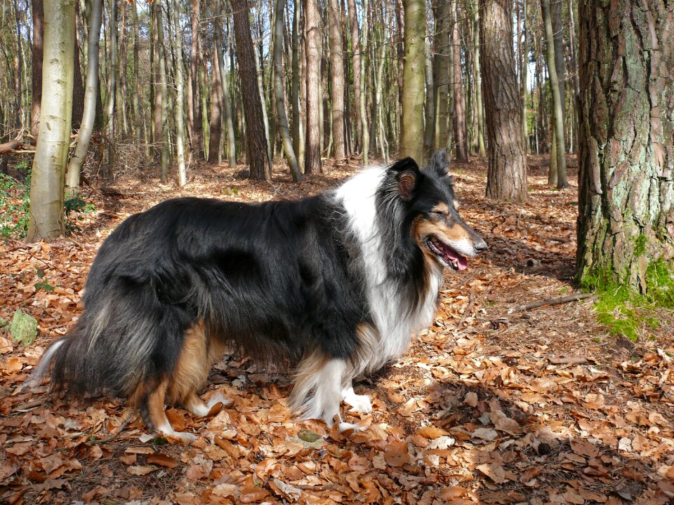 British sheepdog forest pet photo