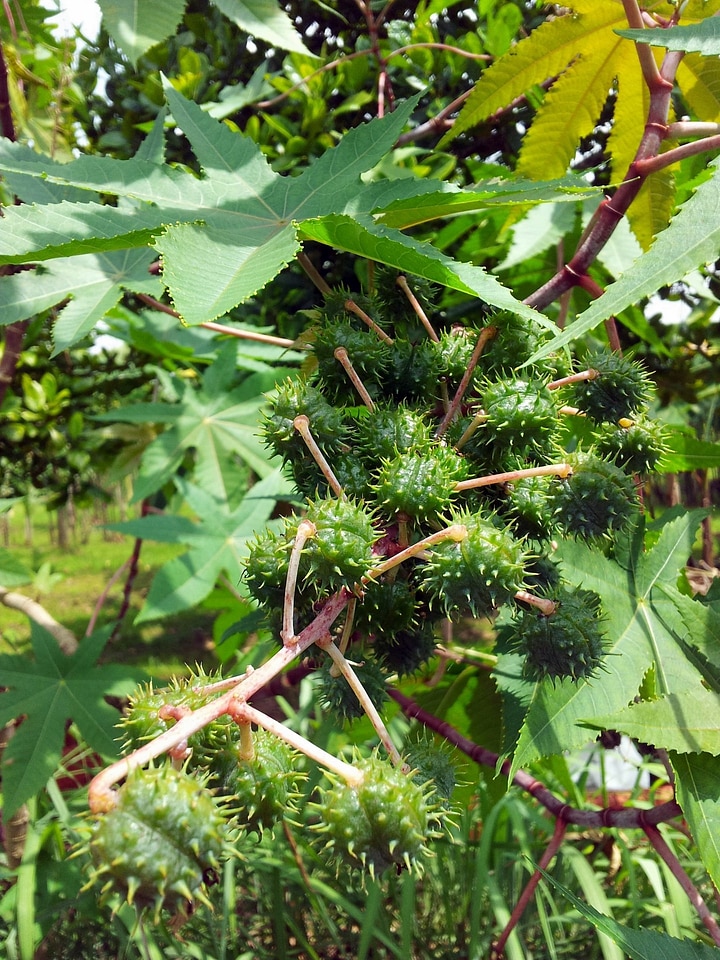 Natural botanical organic