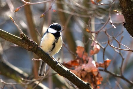 Small bird garden sitting