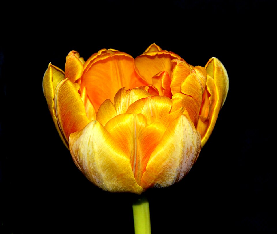 Bloom orange spring flowers