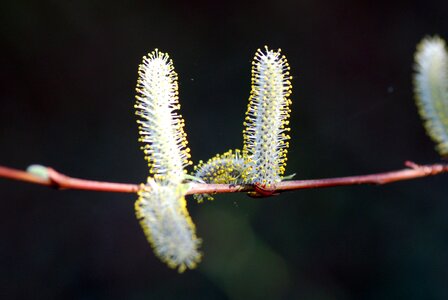 Spring nature plant