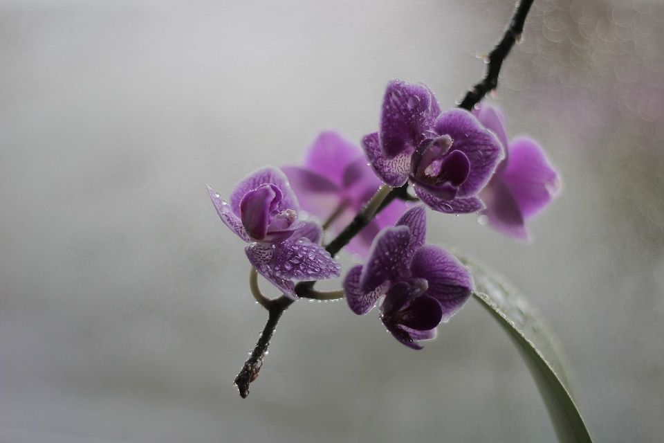 Nature violet inflorescence