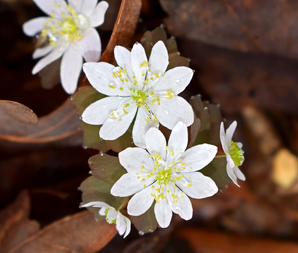Blossom bloom nature