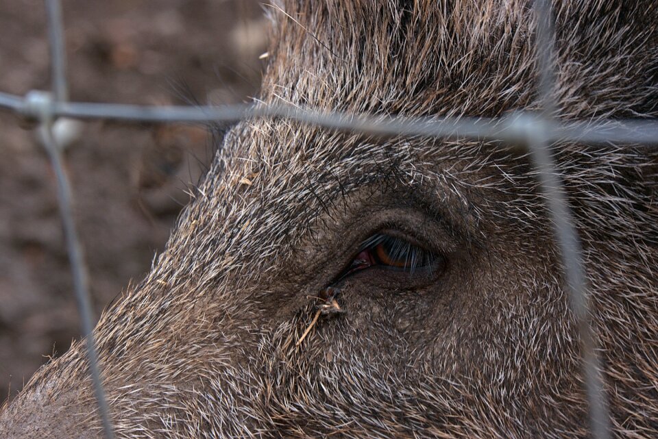 Berserk eye animal wild animal