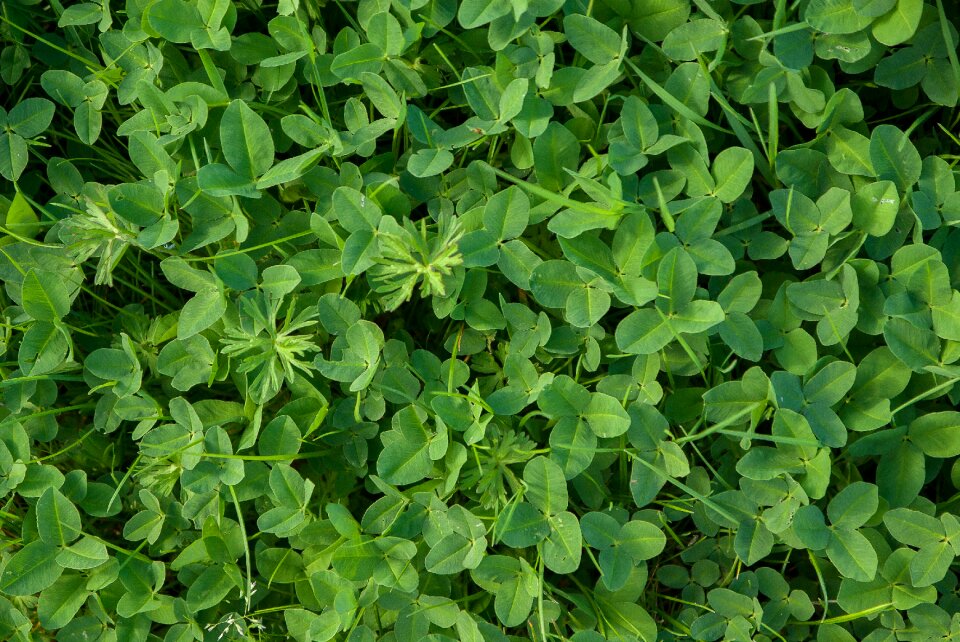 Saint patrick lucky chance