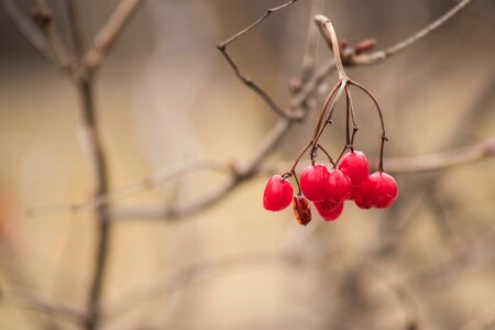 Plant red bush
