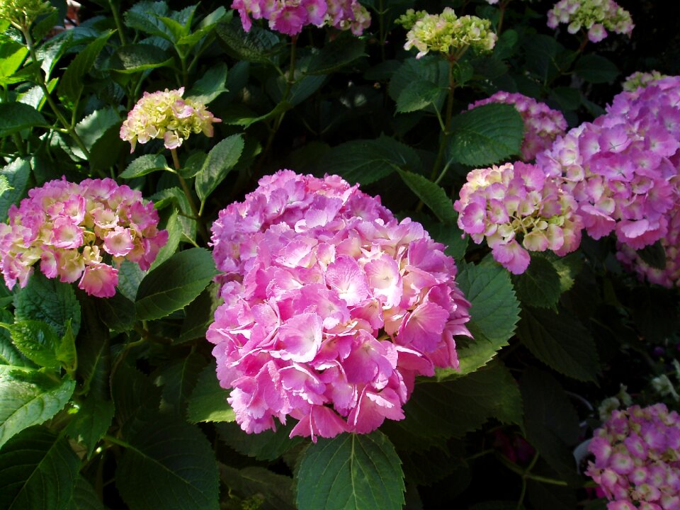 Japan flower natural flowers
