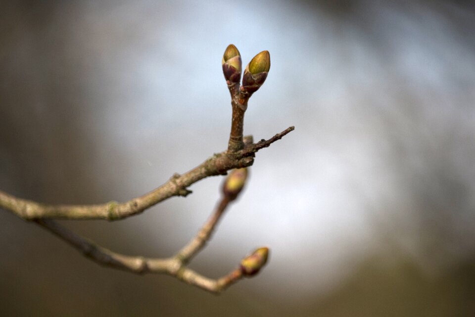 Spring nature plant
