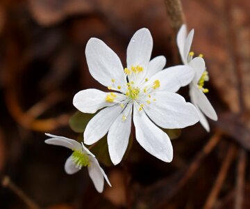 Blossom bloom nature