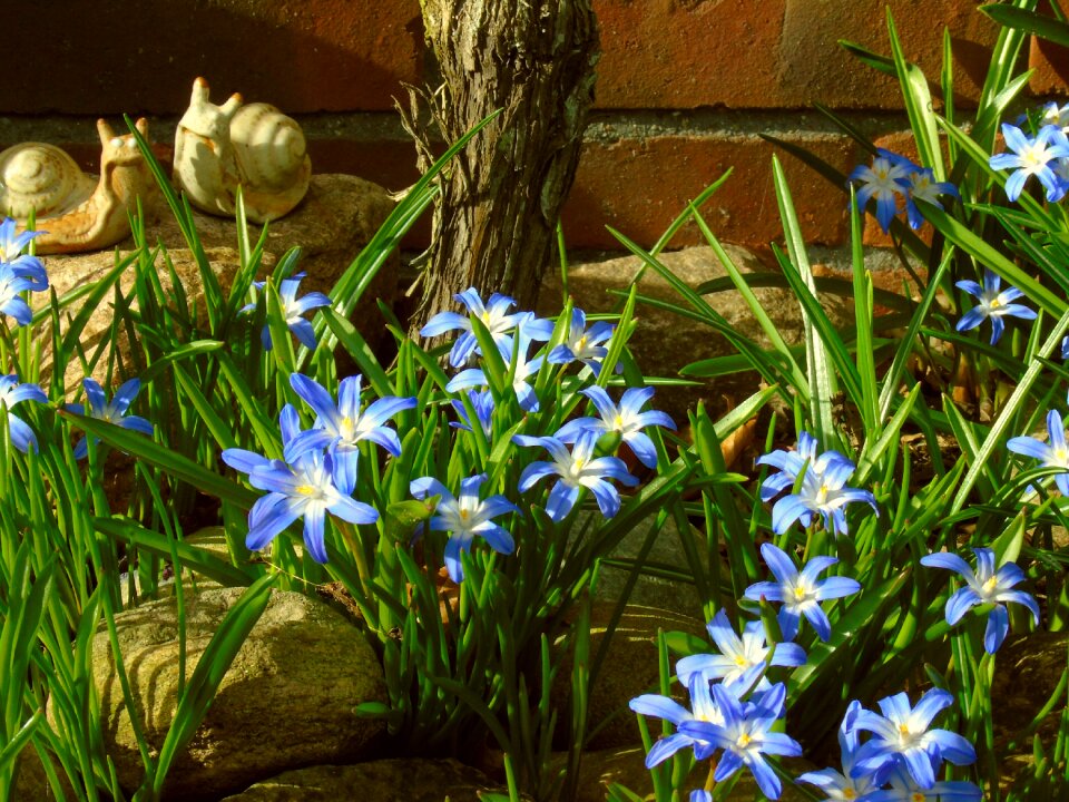 Spring flower spring bloom