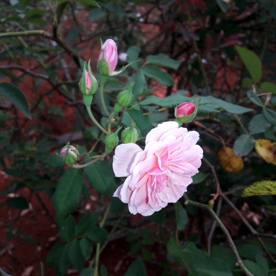 Color pink pink flower flower color pink