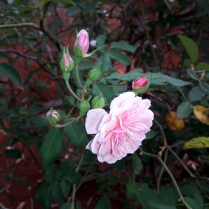 Color pink pink flower flower color pink photo