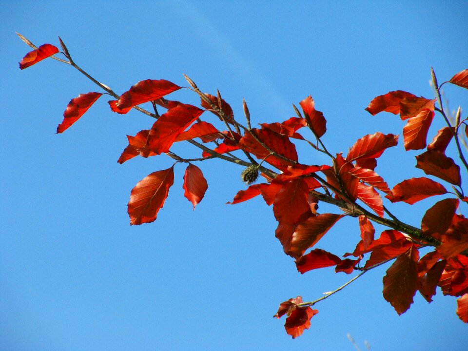 Plant autumn fall color