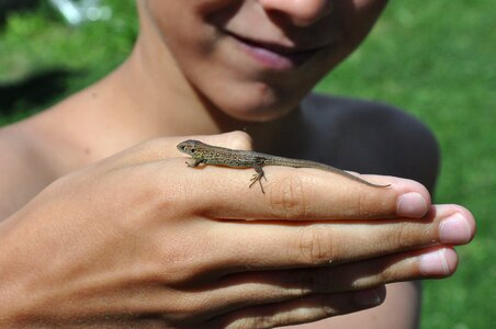 The lizard hi mammal photo