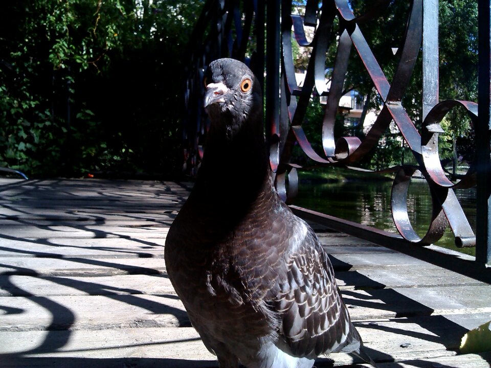 Animals closeup birds