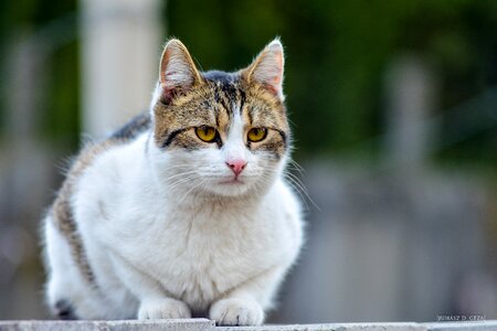 Animal cat domestic cat photo