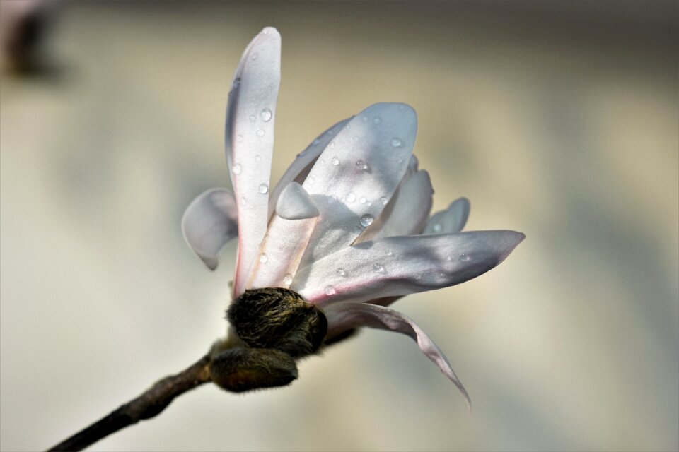 Blossom bloom bloom