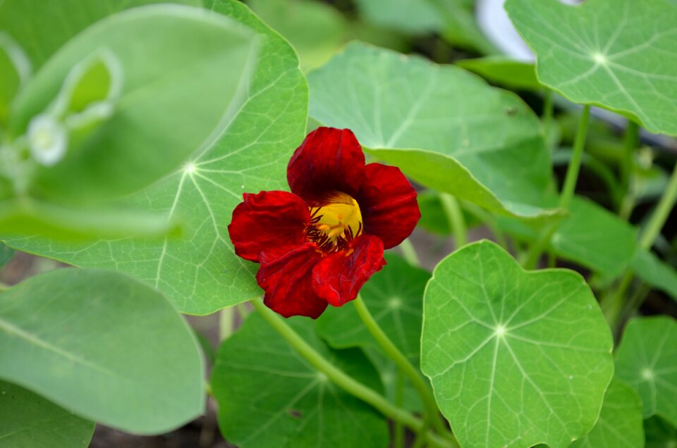 Plant bright summer flowers