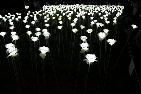 Artificial flowers the night sky