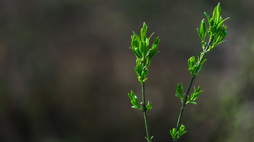 Desktop background plant bud photo