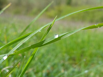 Blade of grass spring rain