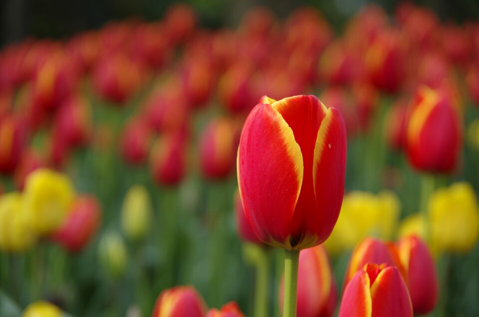 Hangzhou park tulip