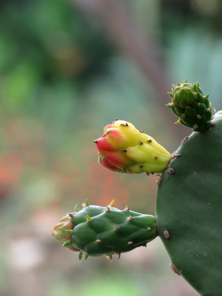 Thorns garden nature
