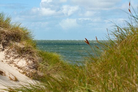 Dune grass by the sea island photo