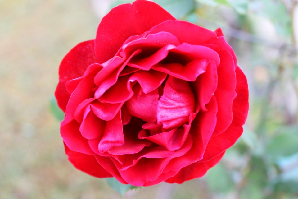 Nature flower