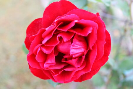 Nature flower