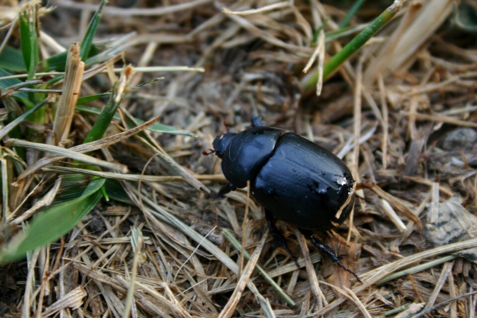 Beetle bugs animal