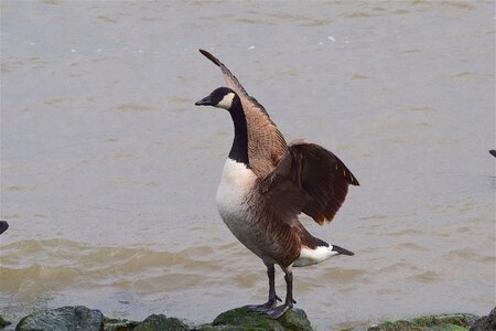 Rock shore wings