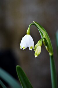 Bloom blossom bloom